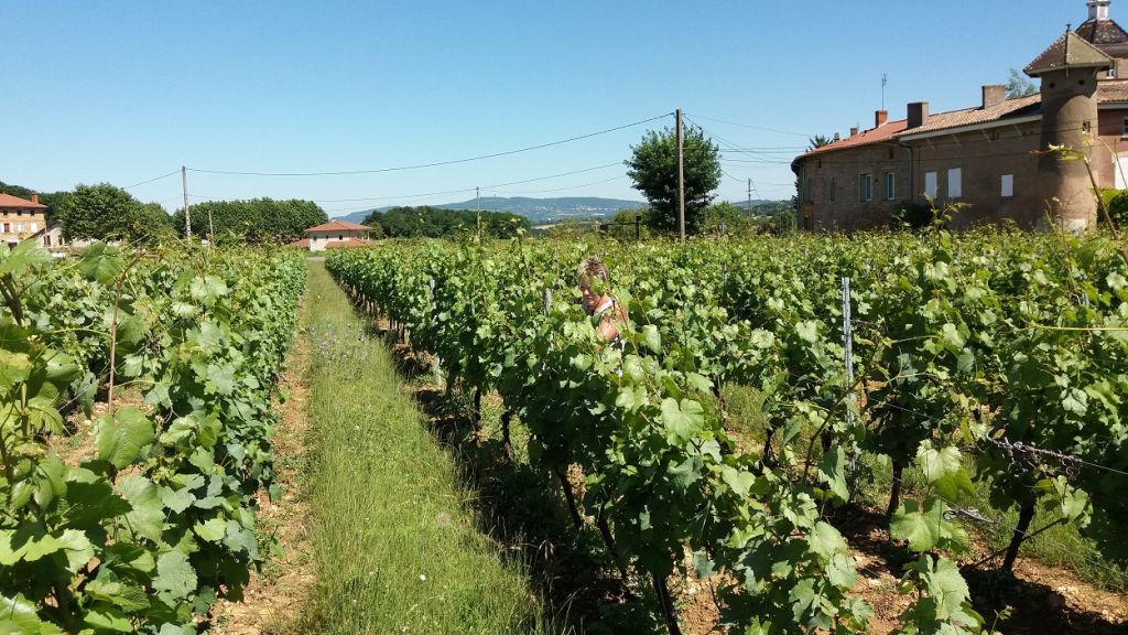 Vigne en été - Vignolbe PERRAS