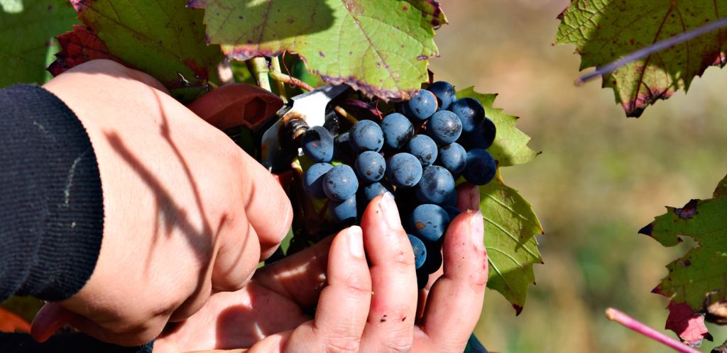 grappe de raisin