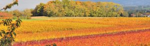 panoramique vigne automne - Vignoble PERRAS