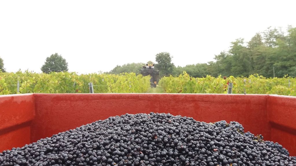 Vendanges mecaniques au Vignoble Perras