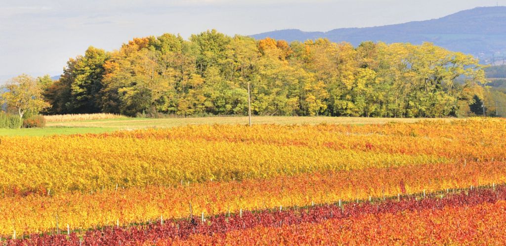 vignes automne - Vignoble PERRAS