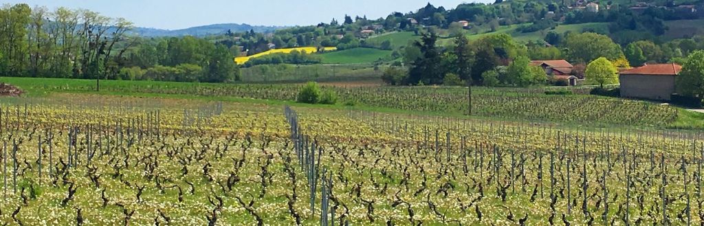 Panoramique Vigne printemps - Vignoble PERRAS