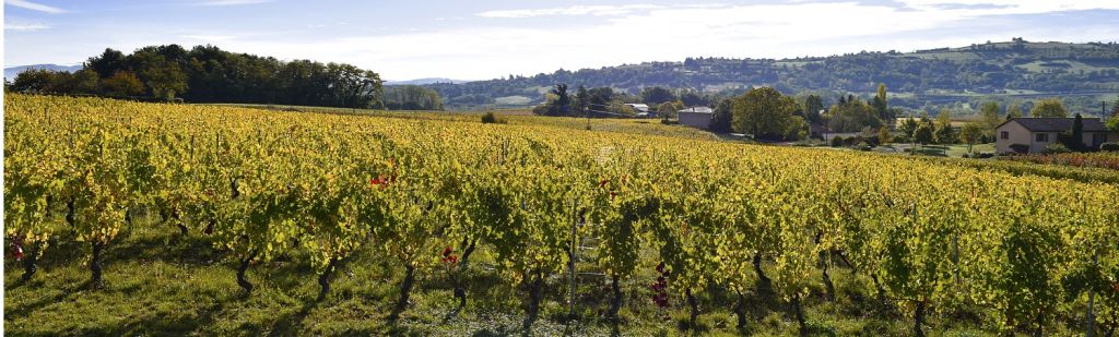 panoramique domaine - Vignoble PERRAS
