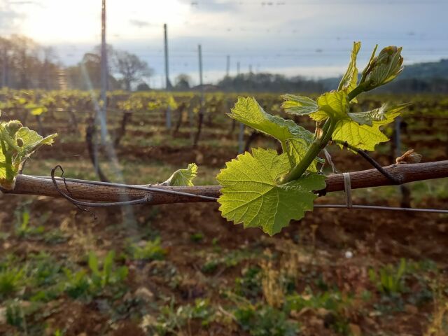 2021-04-30 Jeune pousse